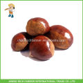 Chestnut fresco chinês da alta qualidade embalado no saco da juta